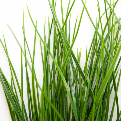 Трава искусственная -4, шт  (осока 50 см/8 см  7 листов)				 - купить в Чите. Цена: 130.73 руб.